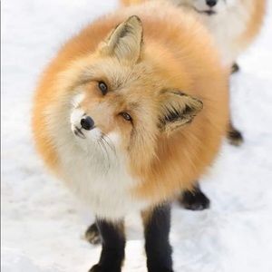 Meet your Posher, Claire